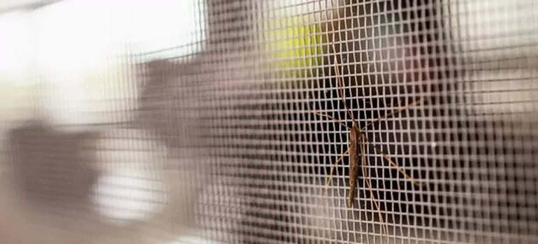 Repair Mosquito Mesh For Windows in Clermont, FL